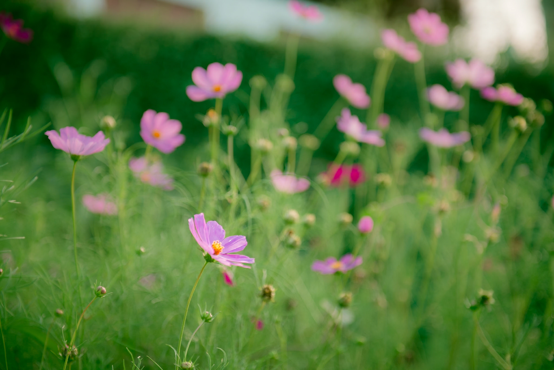 (ES) Flores silvestres en La Cumbrecita. Cordoba, Argentina.(EN) Wildflowers at La Cumbrecita. Cordoba, Argentina.