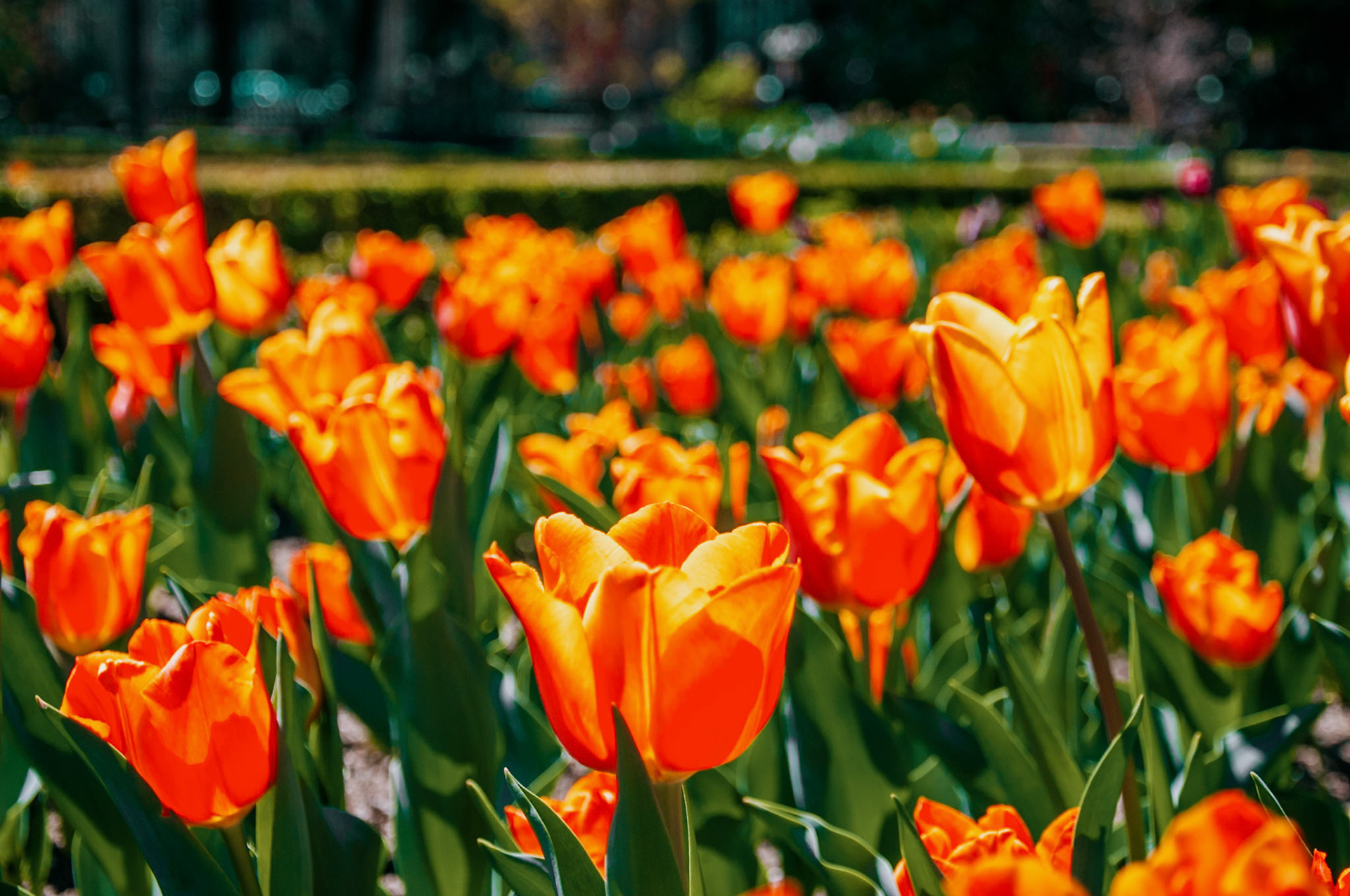 Orange tulips at the Real Botanic Garden, Madrid