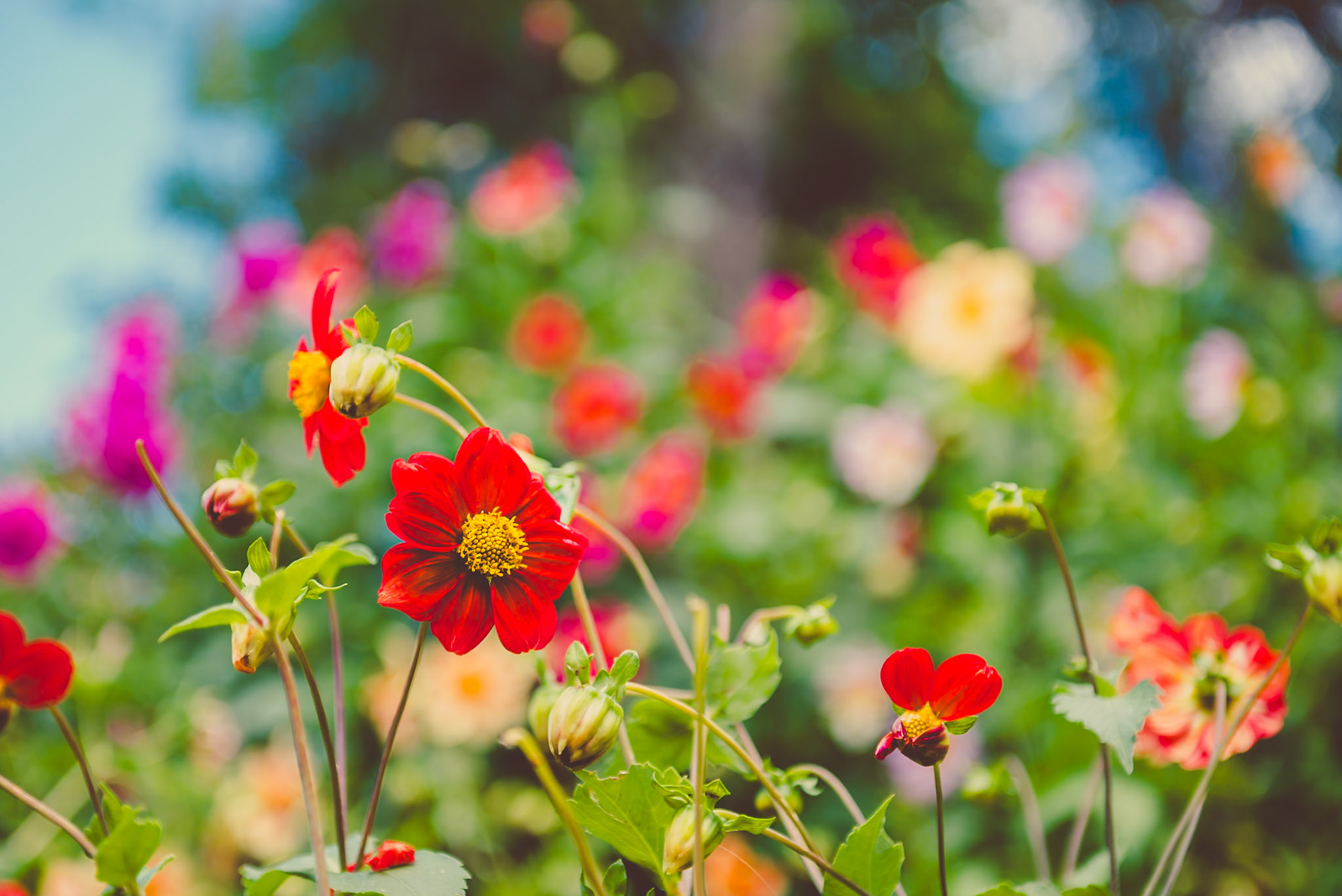 (EN) Walking at La Cumbrecita trails you might found plagued places of these flowers usually known as the Cosmo Flower (Cosmos bipinnatus), these blooms are a brilliant scarlet-red, their color becoming brighter and more intense as the summer sun grows hotter! La Cumbrecita, Córdoba, Argentina.(ES) Paseando por La Cumbrecita, Cordoba, nos encontramos lugares plagados de estas flores usualmente conocidas como la flor de Cosmo (Cosmos bipinnatus). Esta variante en particular tiene un brillante color rojo escarlata, su color se hace más brillante e intenso con el sol caliente del verano. La Cumbrecita, Córdoba, Argentina.