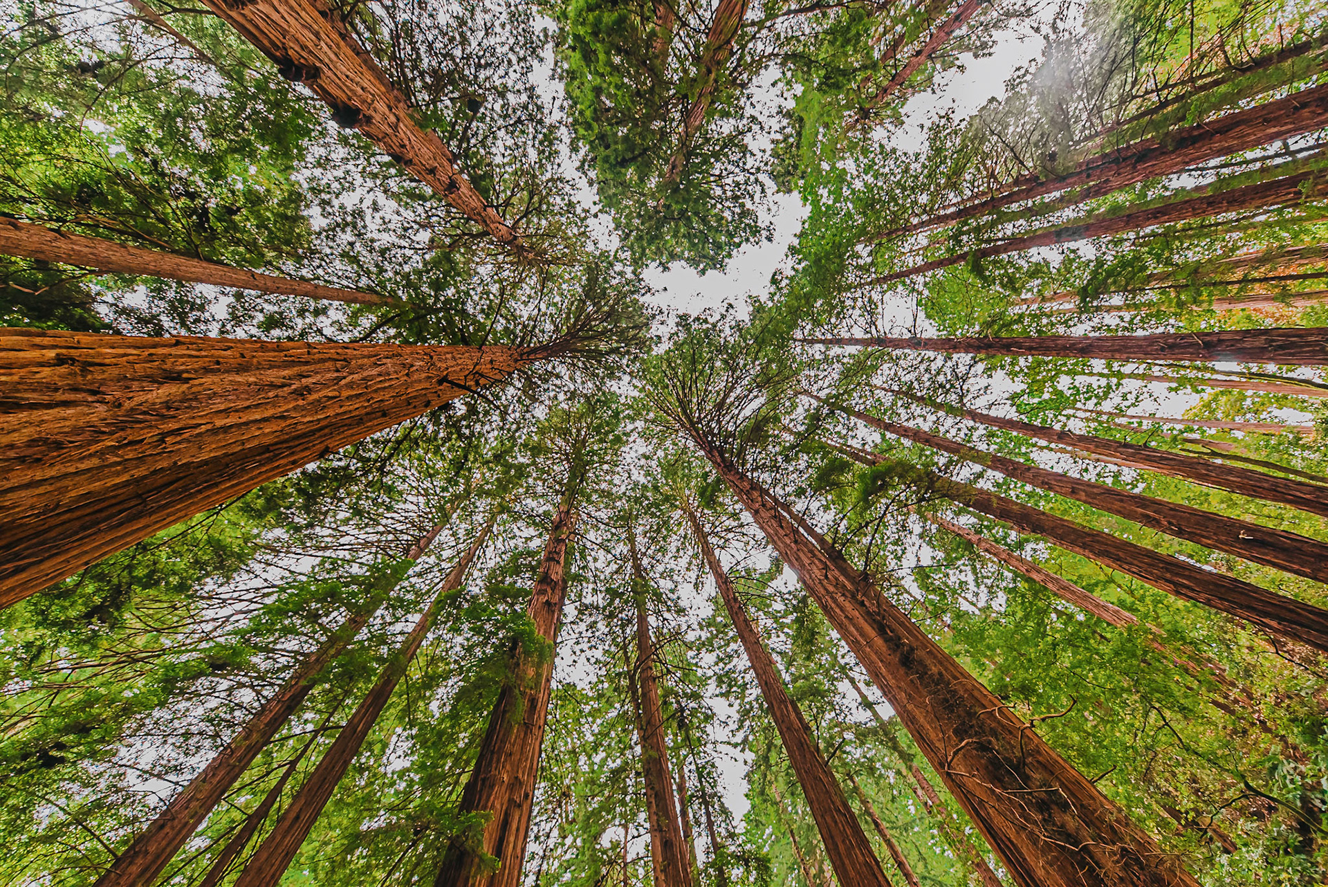 El Parque Nacional Muir Woods es un antiguo bosque de secuoia costera.Situado en el norte de California, a solo 12 kilómetros del Puente Golden Gate de San Francisco, Muir Woods es un bosque de 295 hectáreas repleto de sequoias gigantes envueltas en un verde paisaje de ensueño.Debido a su proximidad al Océano Pacífico, el bosque se cubre regularmente en una niebla capa marina costera, lo que contribuye a un ambiente húmedo que favorece el crecimiento vigoroso de los arboles.Las secuoias gigantes son unos árboles sorprendentes que pueden llegar a medir entre 100 y 150 metros de altura y su tronco puede llegar a tener un diámetro de entre 5 y 7 metros. Las secuoias no sólo sobresalen por su tamaño, sino que también destacan por su longevidad ya que pueden vivir hasta 4.000 años.------------- The Muir Woods National Monument is an old-growth coastal redwood forest.  Located in Northern California, just 12 miles from the Golden Gate Bridge of San Francisco, Muir Woods is a forest of 295 hectares full of giant sequoia trees wrapped in a dreamed green landscape.Due to its proximity to the Pacific Ocean, the forest is regularly shrouded in a coastal marine layer fog, contributing to a wet environment that encourages vigorous plant growth. Giant sequoias are amazing trees that can grow to between 330 and 500 feet tall and its trunk can have a diameter of between 16 and 23 feet. The redwoods stand not only for its size, but also noted for their longevity and can live up to 4,000 years.