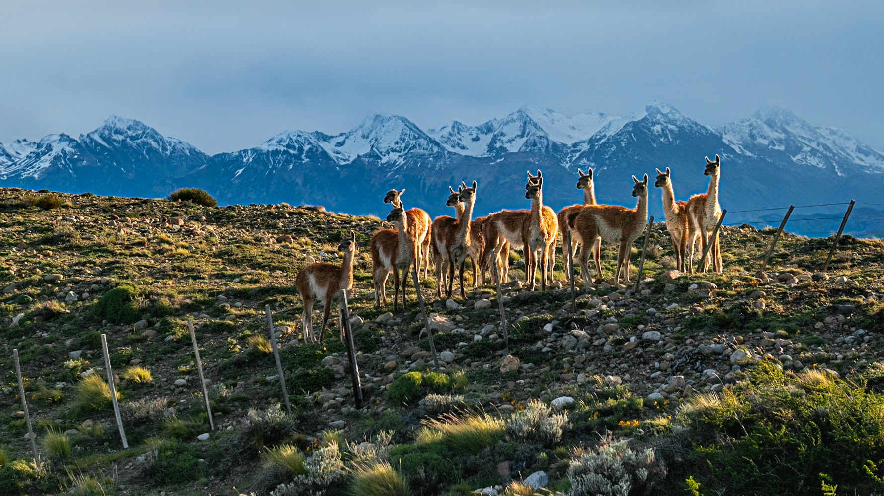 Manada de llamas en el parque nacional Los Glaciares National. El Chalten, Argentina.