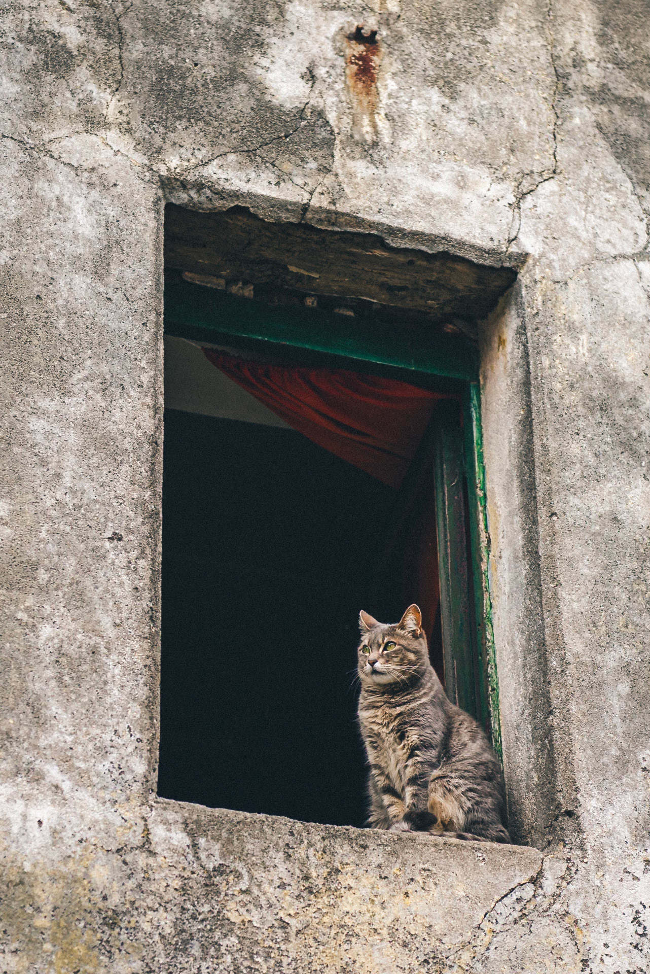 Gato en la ventana