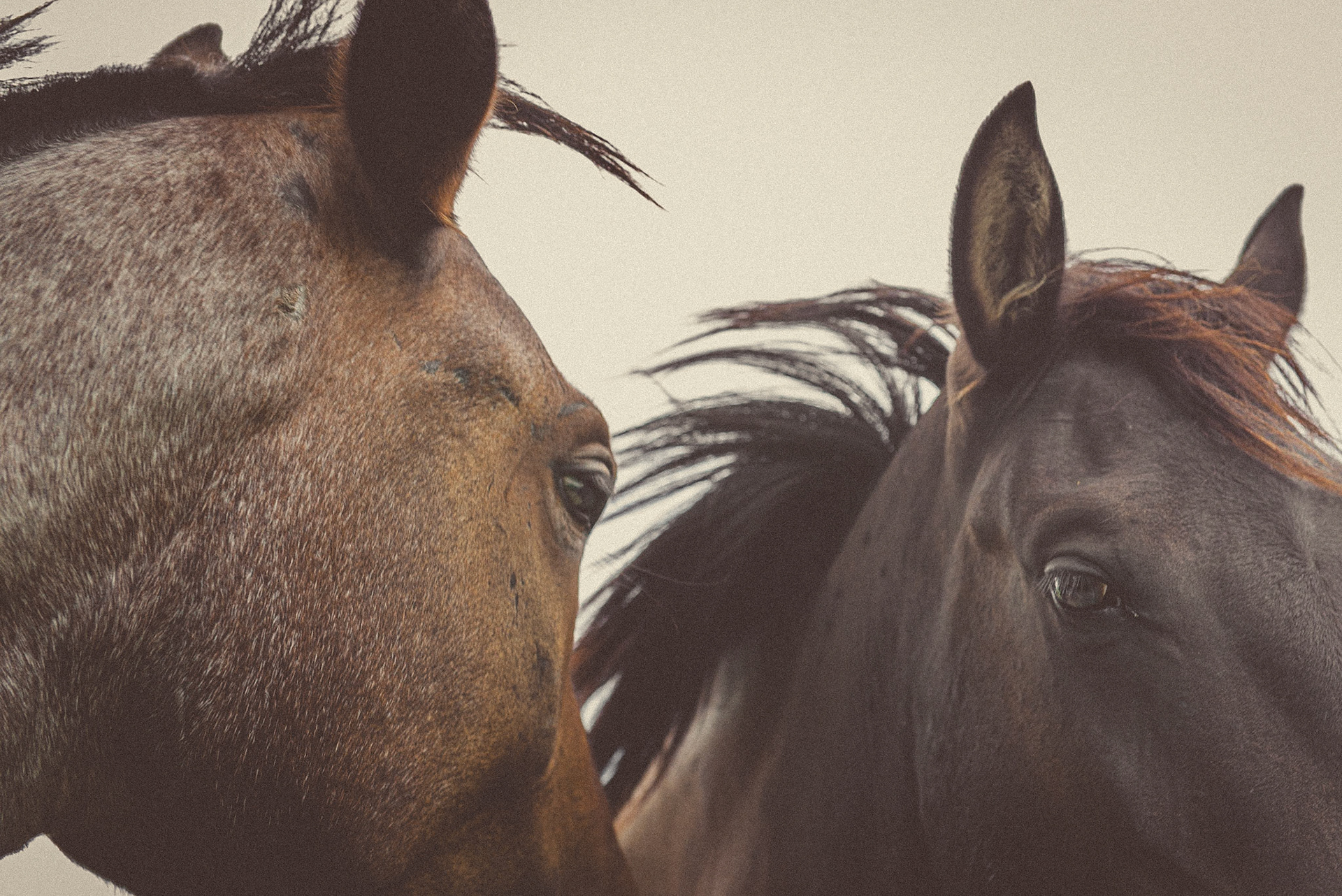 (EN) Wild horses at Victoria. Entre Riíos, Argentina.  (ES) Caballos salvajes en Victoria. Entre Ríos, Argentina.