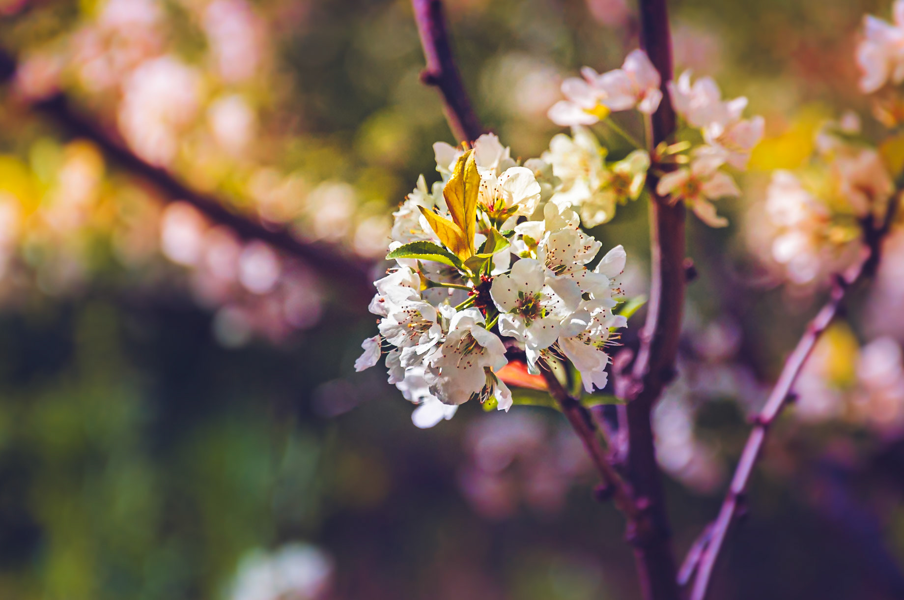 Flowers of cherry tree at the small town Ourika, Morroco.