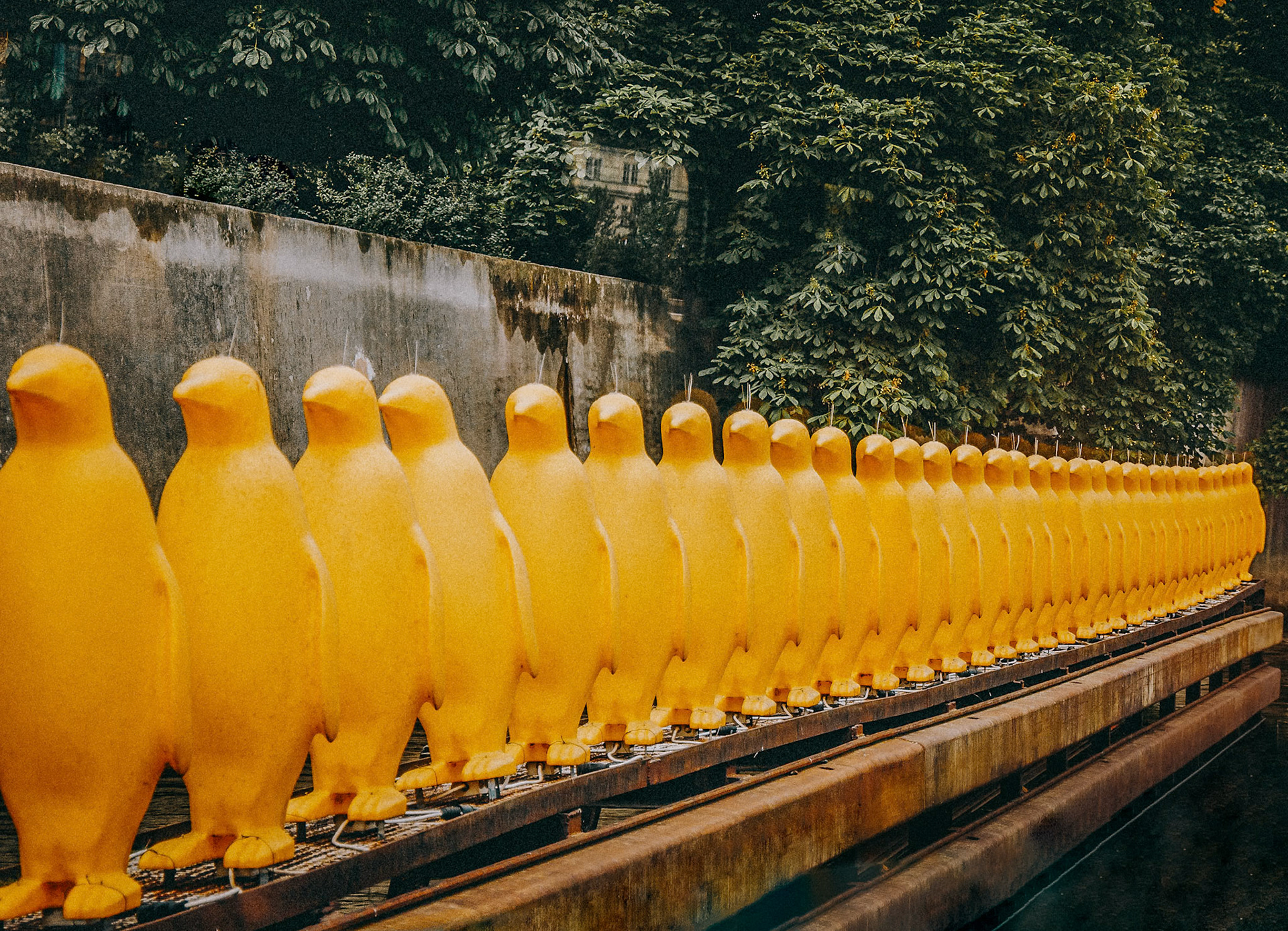 Pinguinos Amarillos