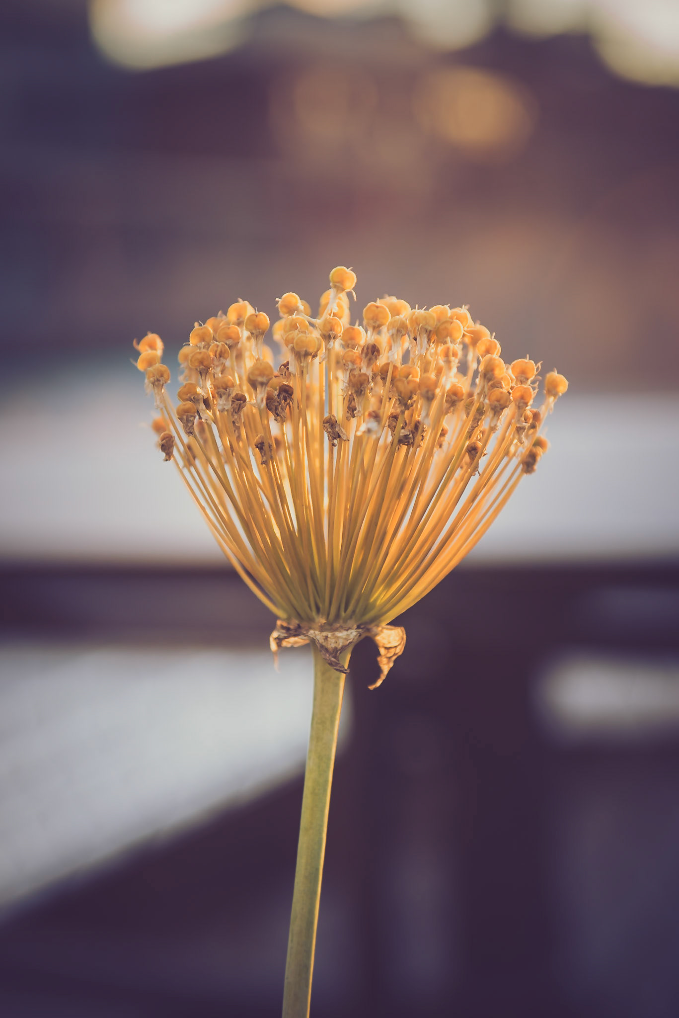 Field flowers at the New York High Line