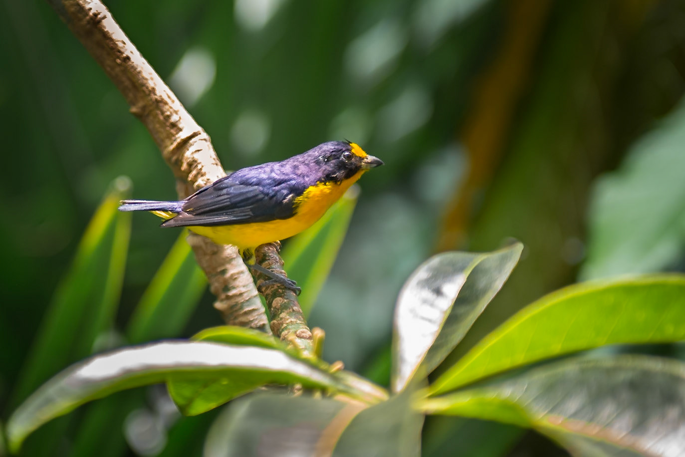 (EN) Tropical bird at California Science Academy. San Francisco, USA. (ES) Ave Tropical en la Academia de Ciencia de California. San Francisco, Estados Unidos.