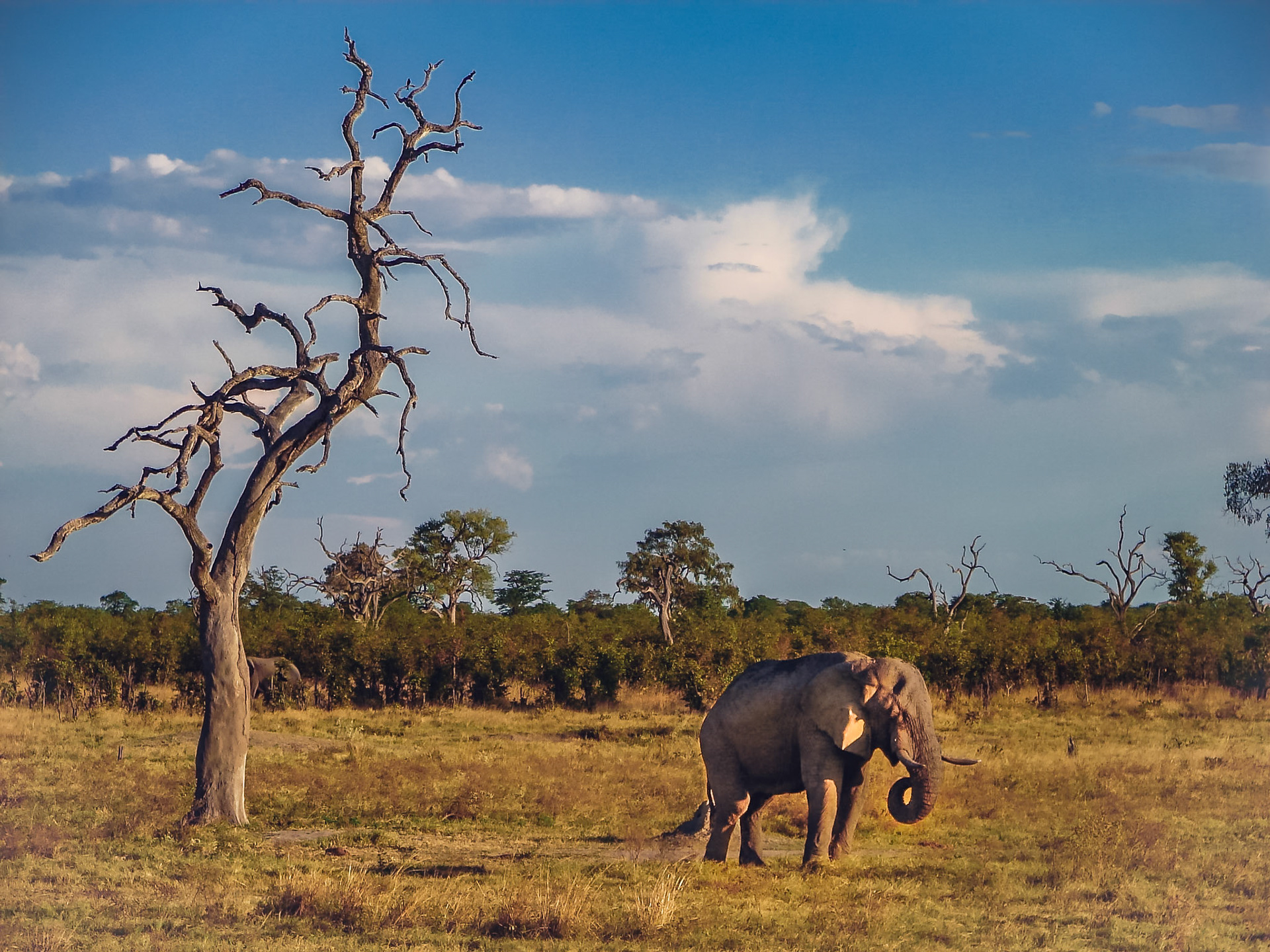 Elefante en la savanna africana. Botswaana, Africa.
