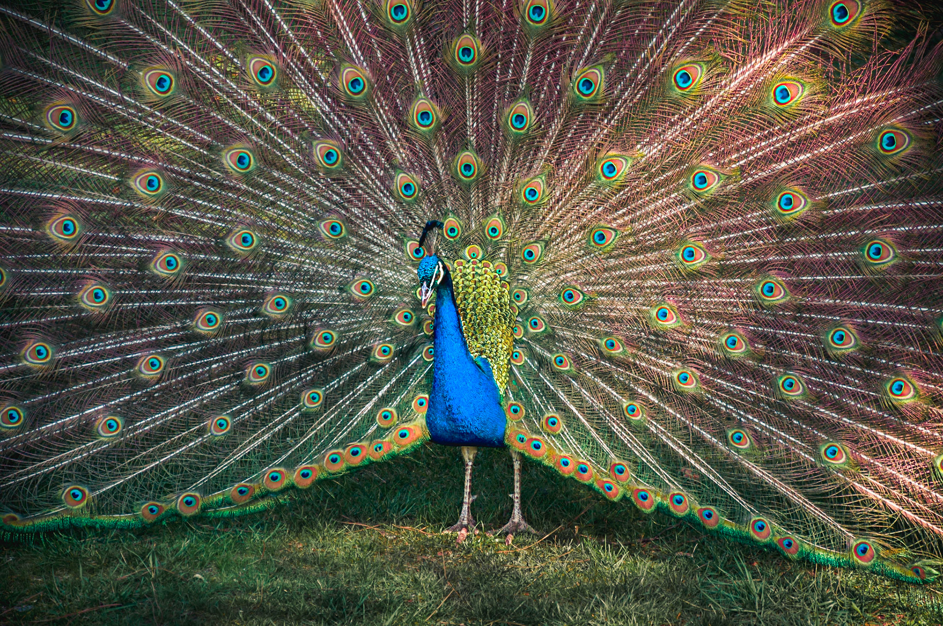 Peacock at the Royal Garden of Madrid. Spain, Europe.Pavo Real en los Jardines Reales de Madrid. España, Europa