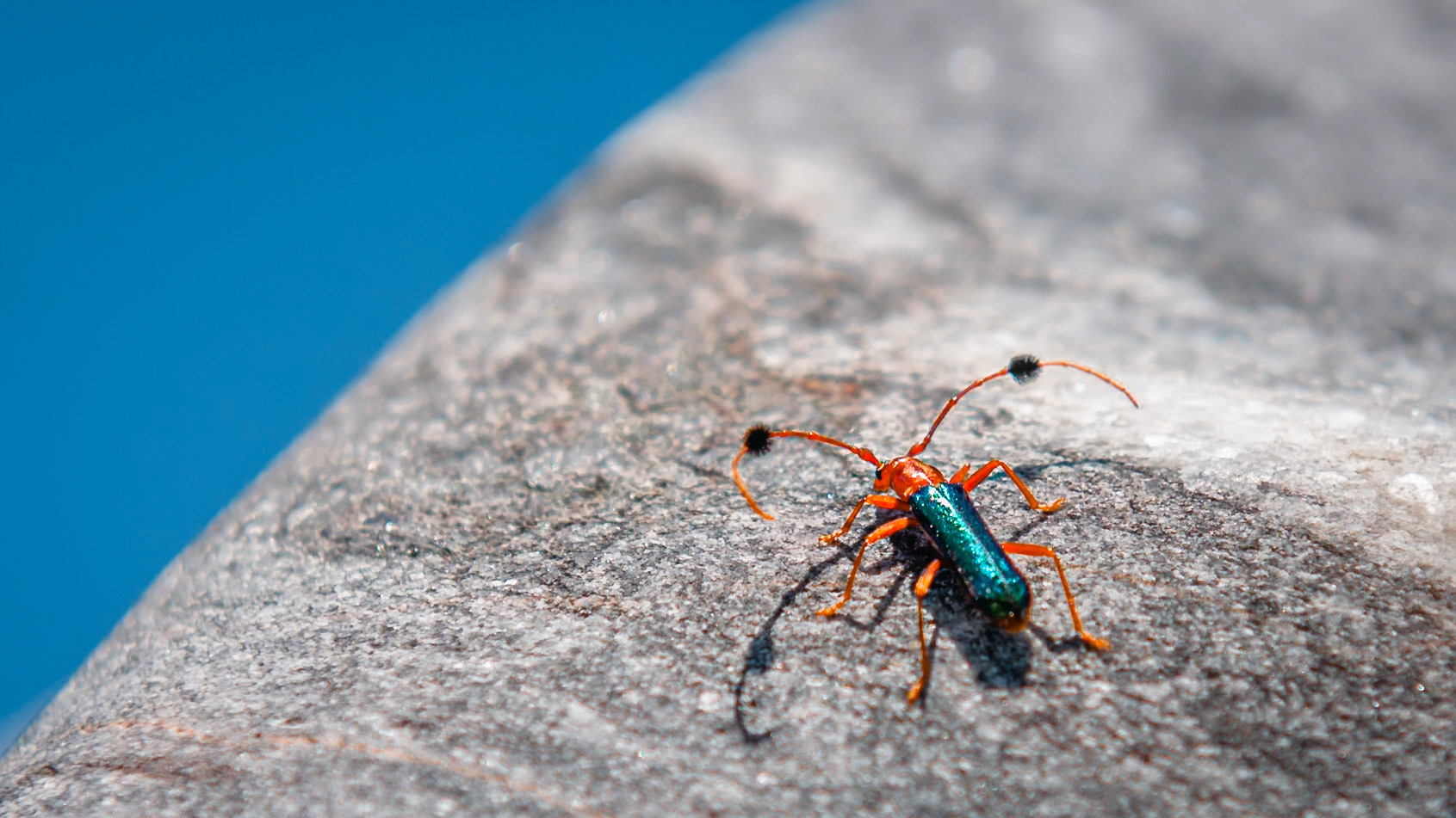 Escarabajo depredador de la familia Cleridae. Miden de 3,5 a 7,0 mm de largo, tienen lados rectos y la superficie tiene indentaciones puntadas; son de color verde brillante metálico o azul verdoso, con las patas y las antenas de color rojo. Se alimentan de las larvas de Calliphora, moscas que infestan la carne en descomposición, de Dermestidae y de Piophilidae.