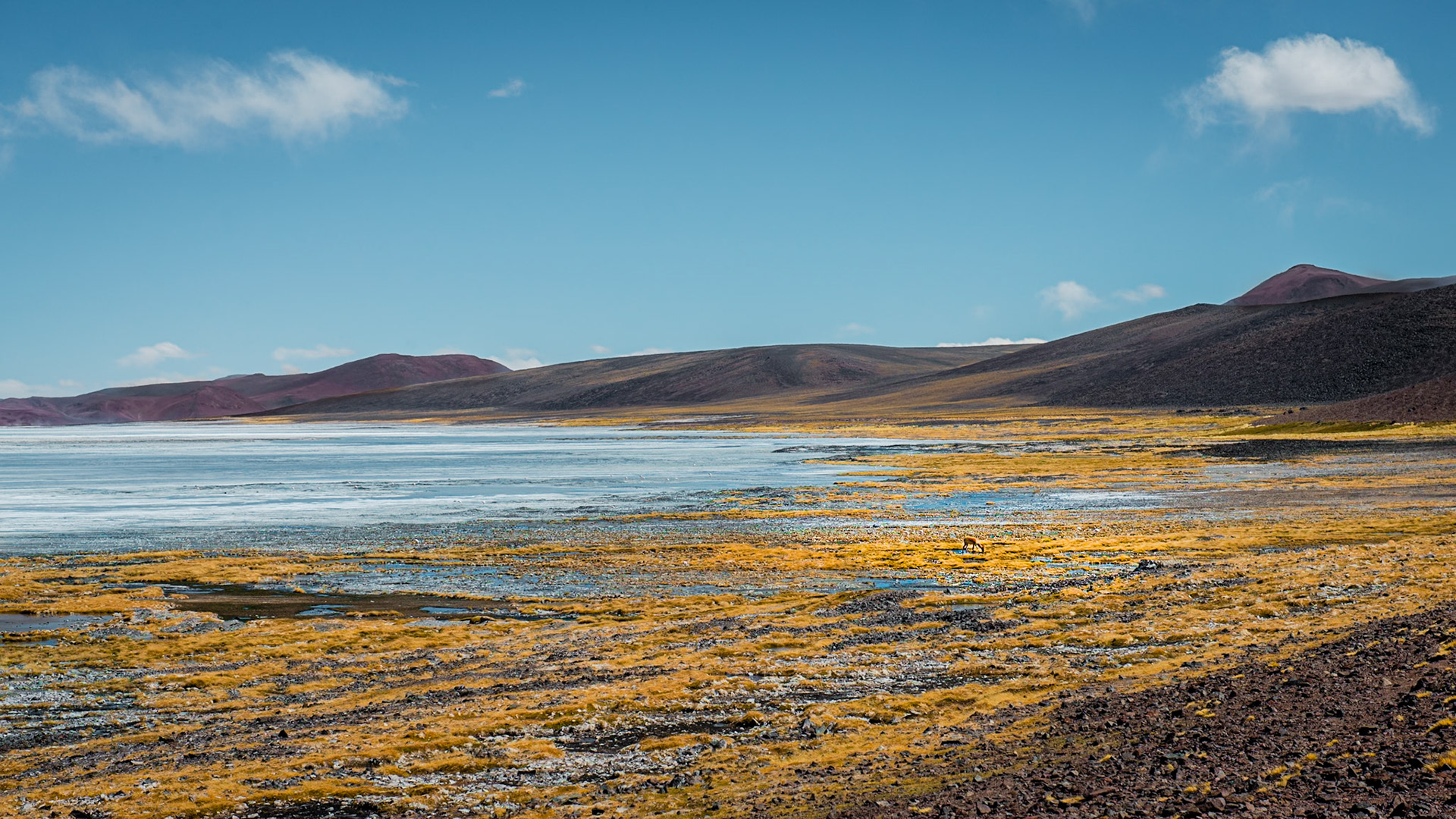 One of the most beautiful places I've been in Argentina. Laguna Brava is located in Los Andes Mountains at La Rioja province.