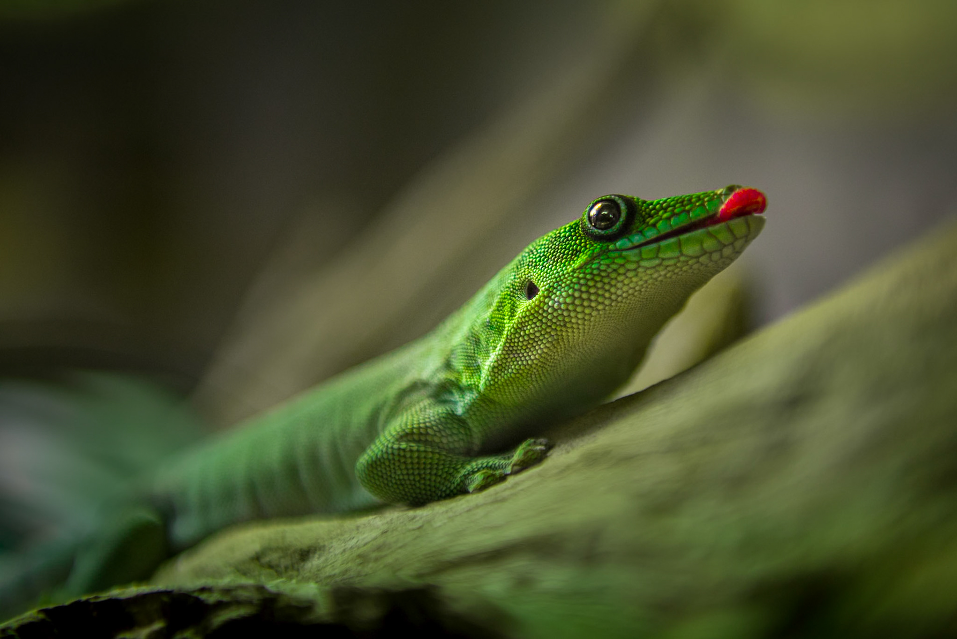 Little lizard at California Science Academy. San Francisco, USA.Pequeña lagartija en la Academia de Ciencia de California. San Francisco, Estados Unidos.