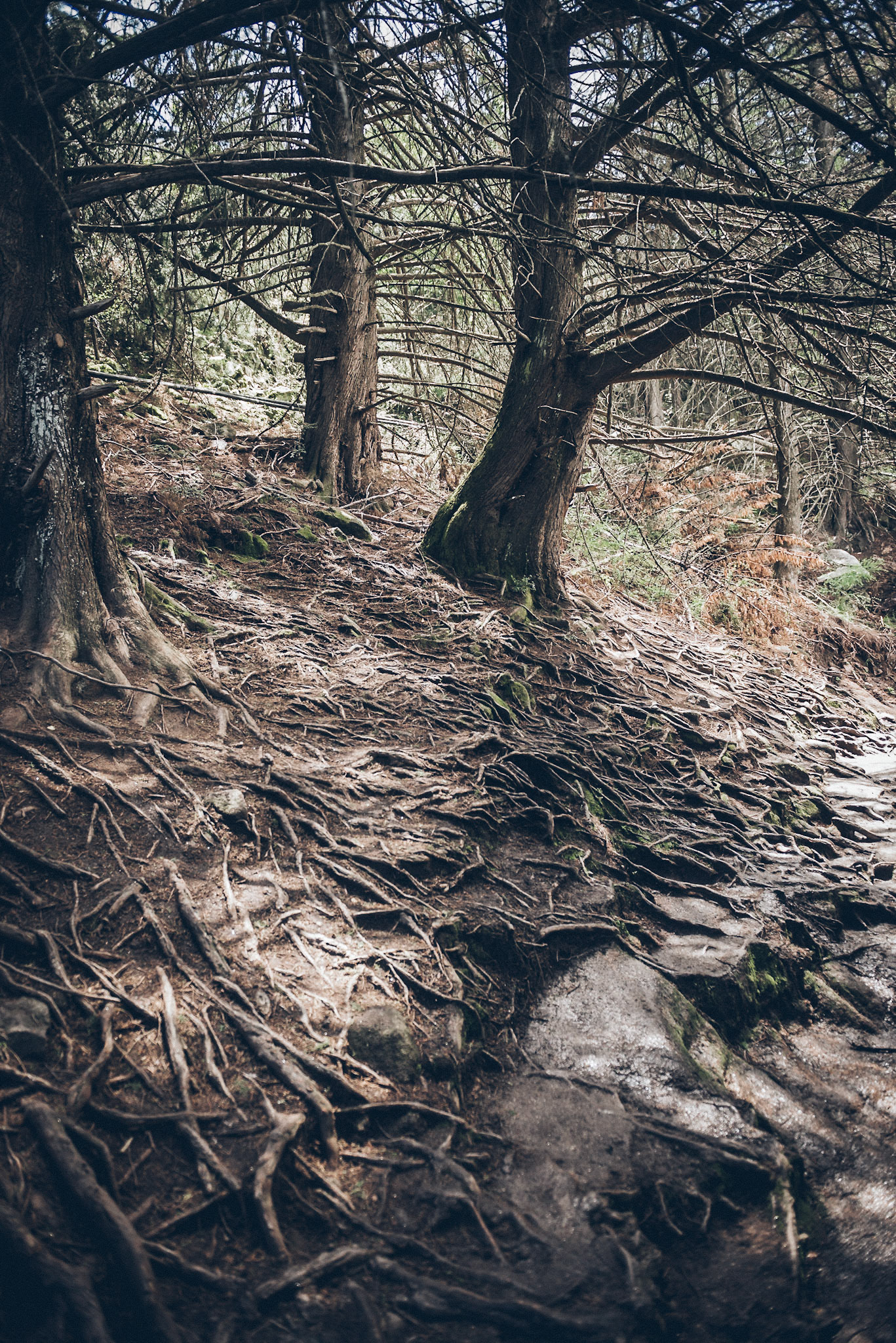 (EN) Tree root network exposed over the surface of the ground. La Cumbrecita, Córdoba, Argentina. (ES) Red de raíces del árbol expuesto sobre la superficie de la tierra. La Cumbrecita, Córdoba, Argentina.