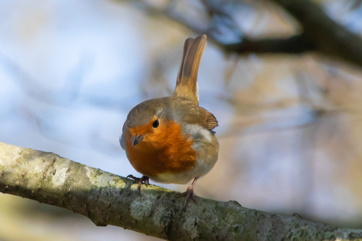 Robin