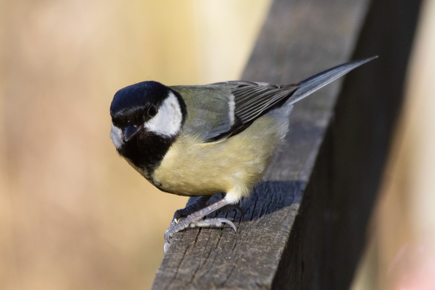 Great Tit