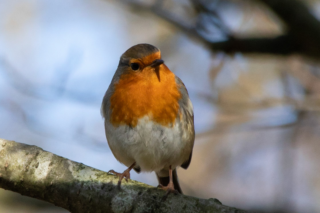Robin