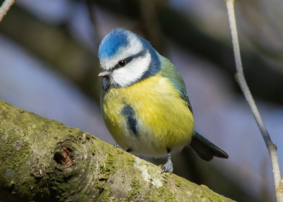 Blue Tit