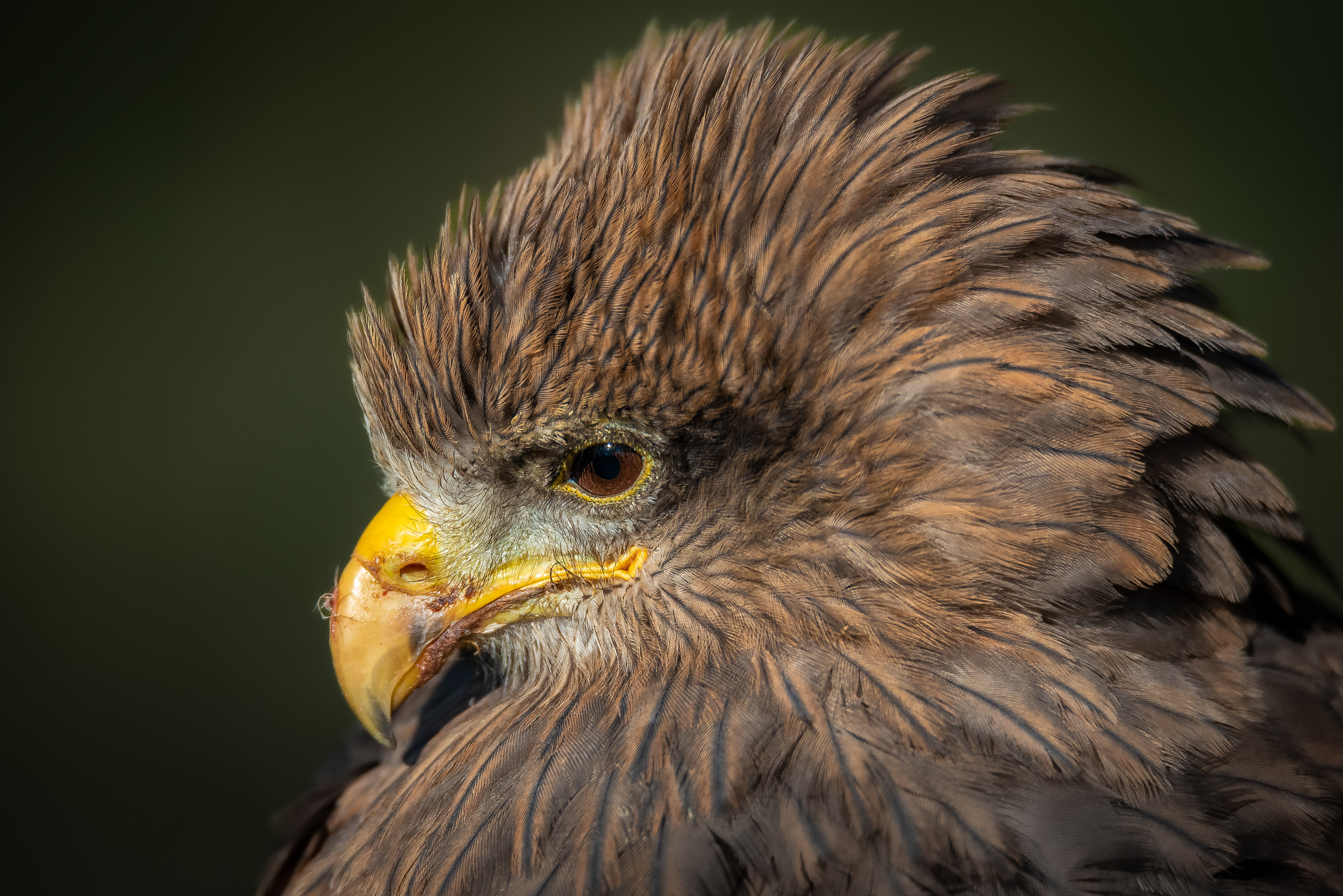 National Centre for Birds of Prey