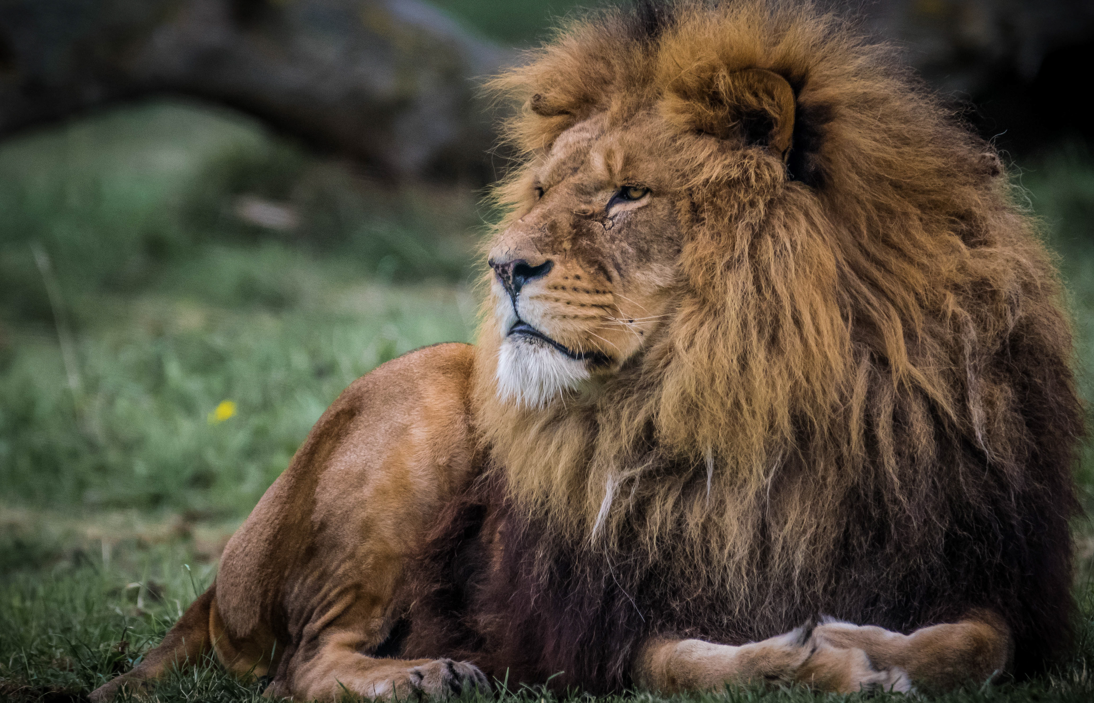 African Lions at Yorkshire Wildlife Park