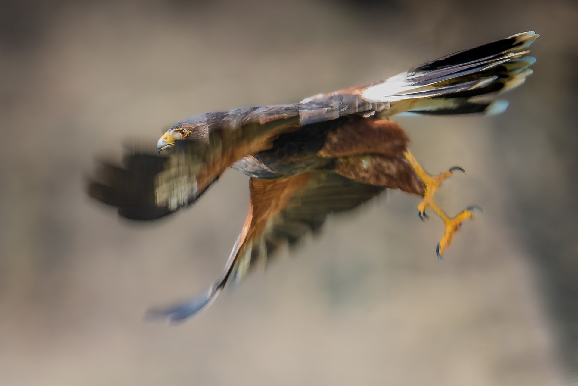 National Centre for Birds of Prey