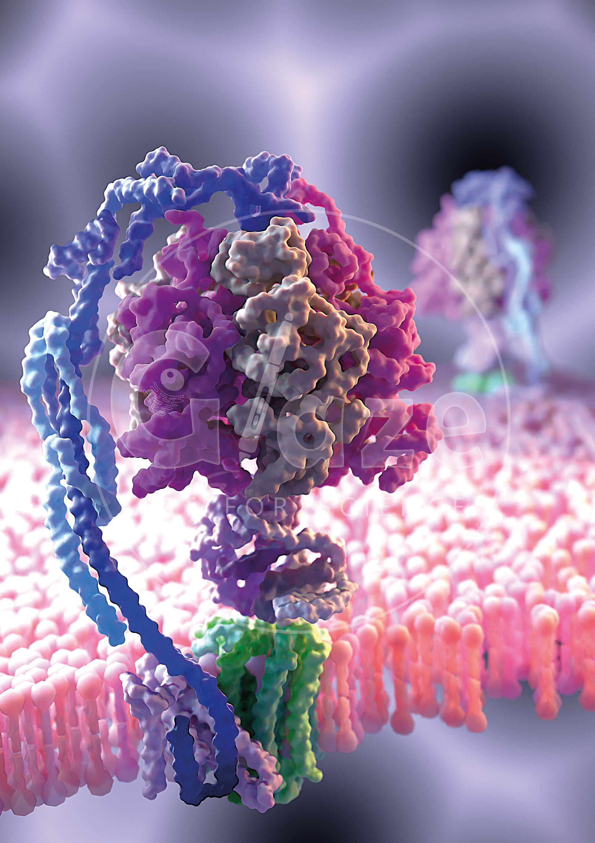 Bovine mitochondrial ATP synthase (PDB: 5ARE)