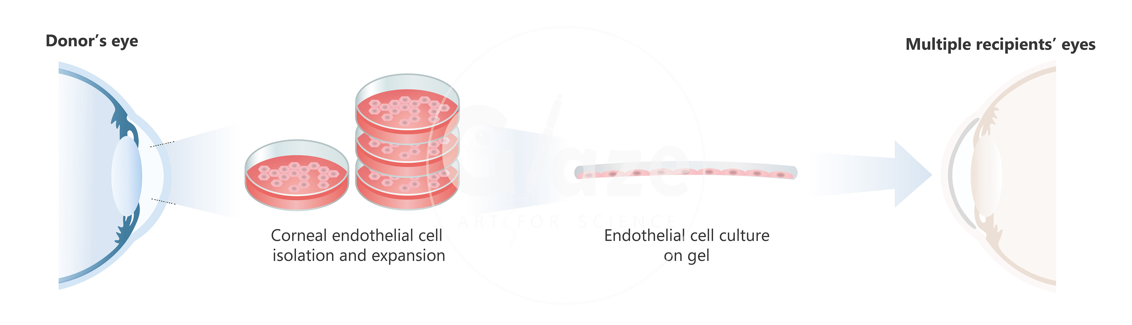 Corneal cell transplant (horizontal flow)
