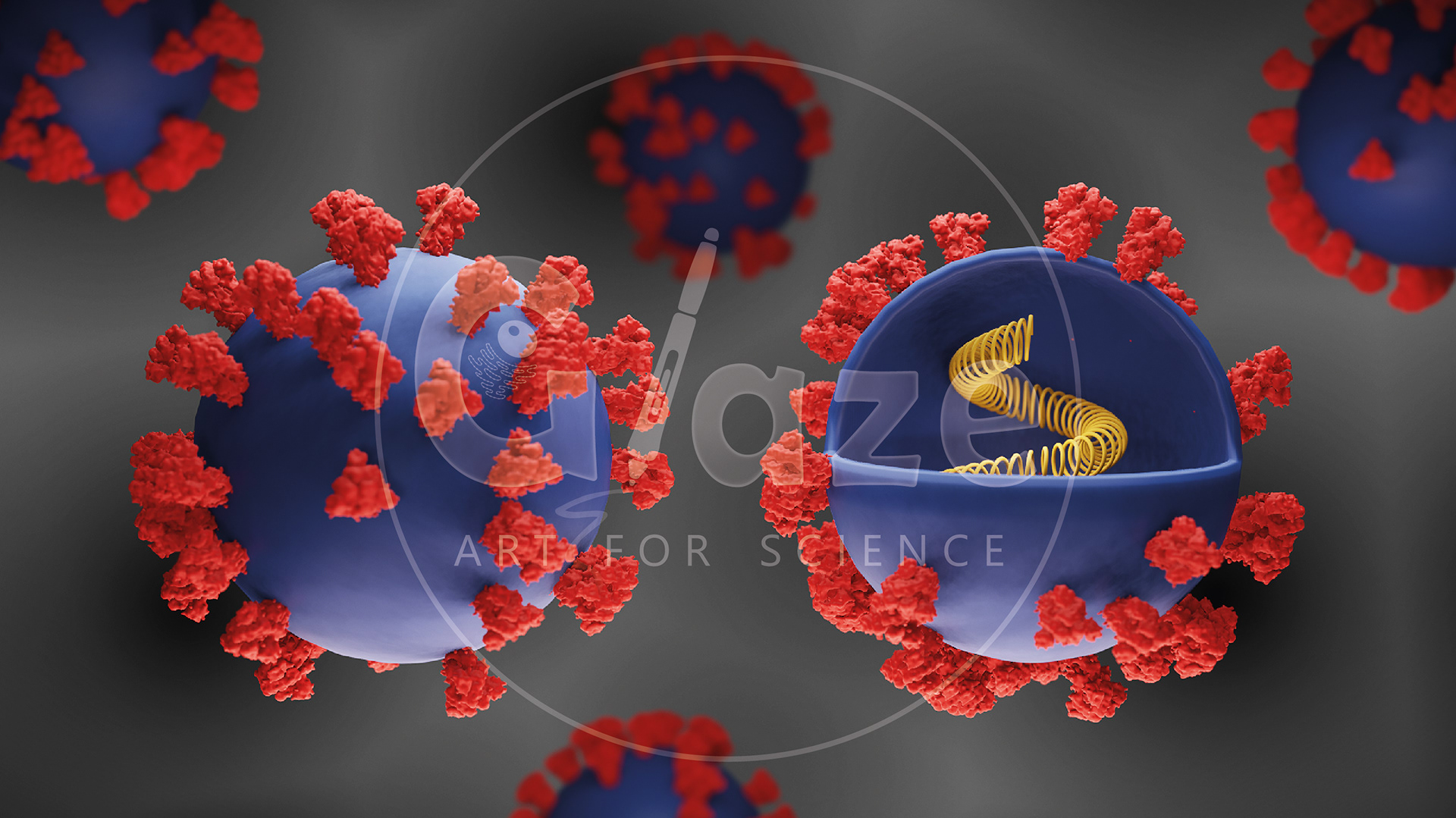 Coronavirus particle