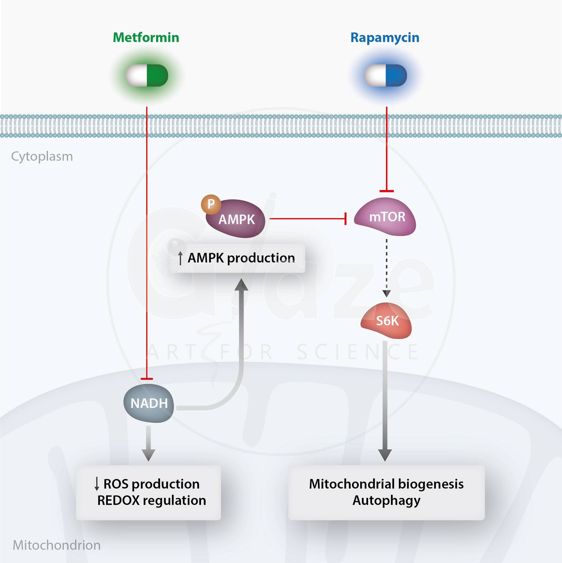 Metformin and Rapamycin mechanism of action. From: Bioengineering an Optimised in vitro Model of the Outer Blood-Retinal Barrier Under Diabetic-like Conditions for the Screening of Novel Pharmacological Formulations for Diabetic Retinopathy (2023), PhD thesis, University of Liverpool.