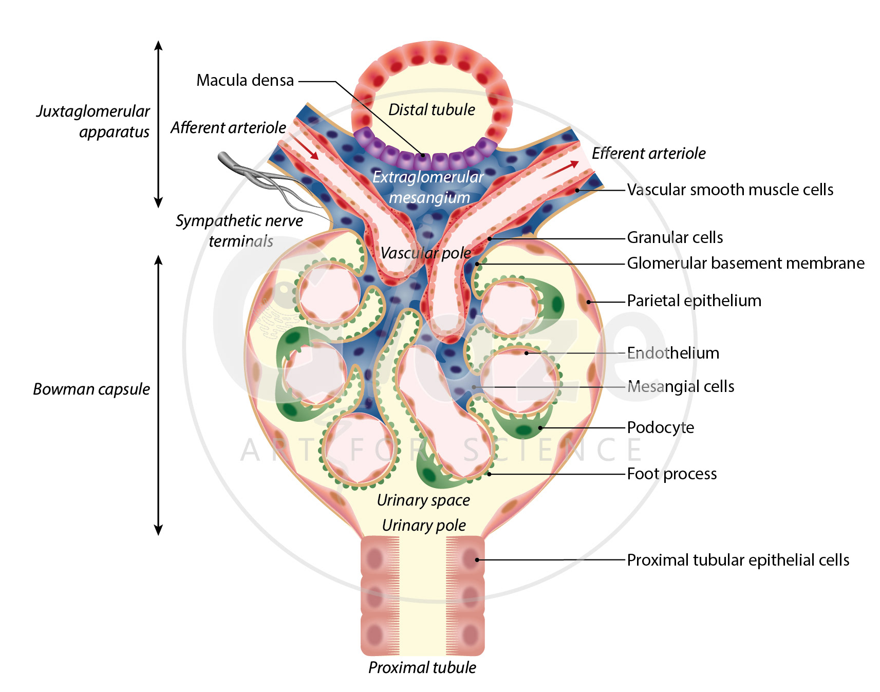 Nephron structure. From: Investigating the fate and immunology of intravenously injected mesenchymal stromal cells in mice (2022), PhD thesis, University of Liverpool
