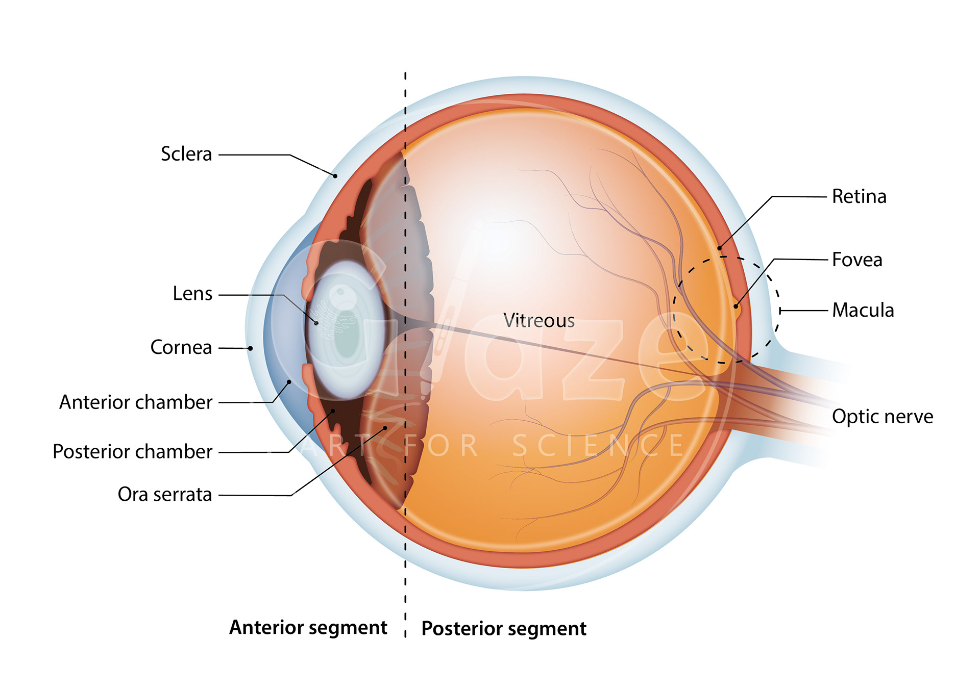 Human eye diagram. From: Bioengineering an Optimised in vitro Model of the Outer Blood-Retinal Barrier Under Diabetic-like Conditions for the Screening of Novel Pharmacological Formulations for Diabetic Retinopathy, (2023) PhD thesis, University of Liverpool.