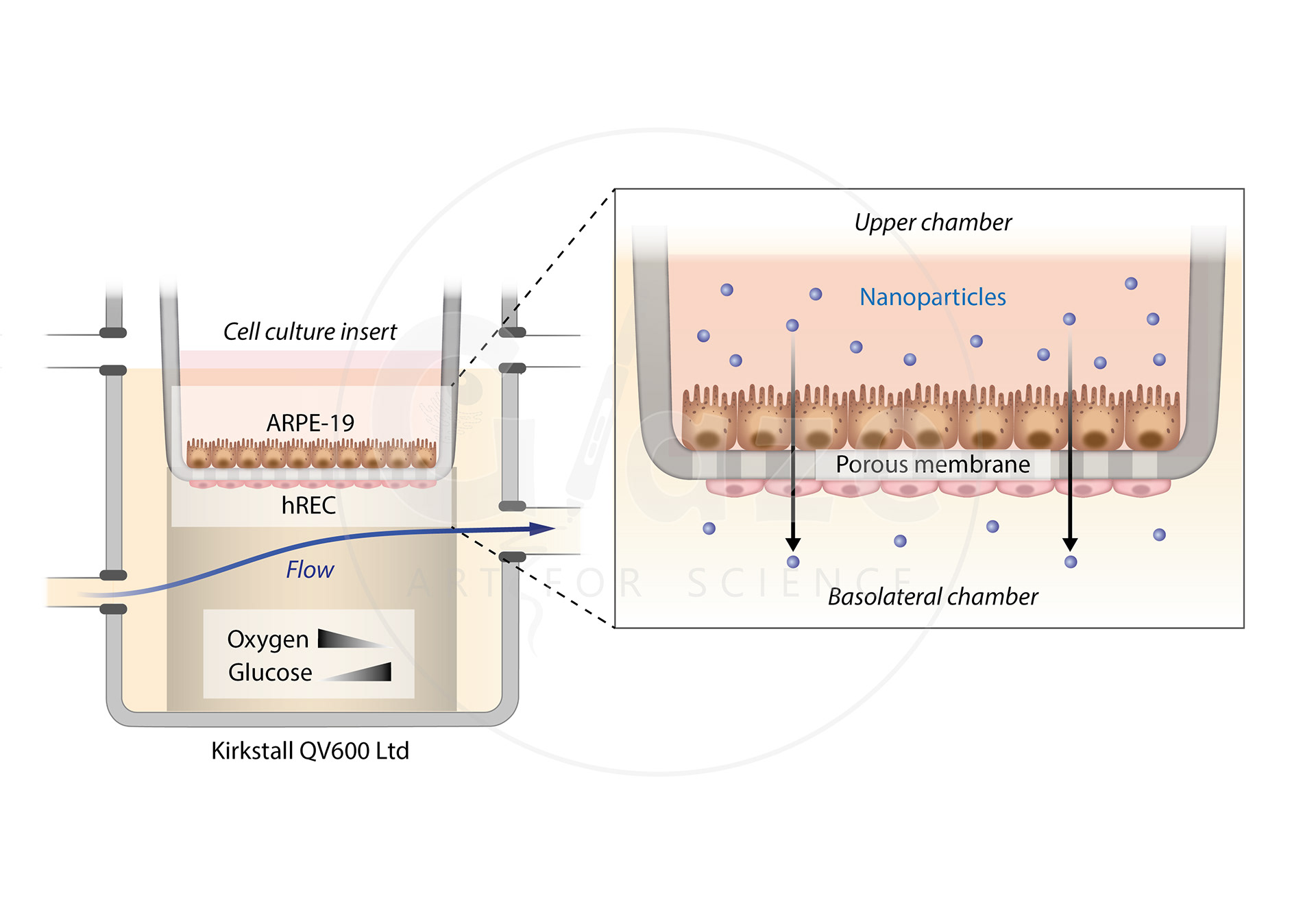 Graphical abstract from: Bioengineering an Optimised in vitro Model of the Outer Blood-Retinal Barrier Under Diabetic-like Conditions for the Screening of Novel Pharmacological Formulations for Diabetic Retinopathy (2023), PhD thesis, University of Liverpool.