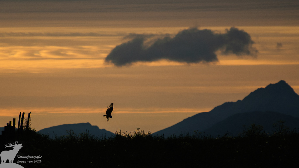 Short-eared owl (Asio flammeus), Lofoten Islands, Norway, 2010.