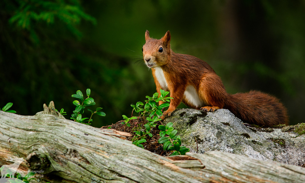 Red squirrel (Sciurus vulgaris), Sweden, 2017.