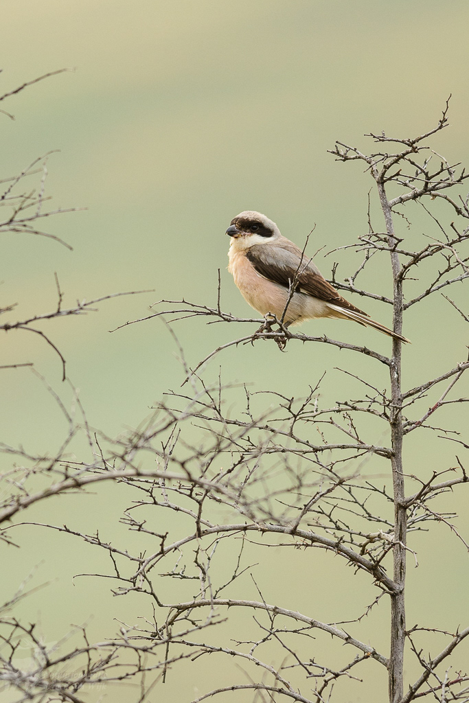 Lesser grey shrike (Lanius minor), Dedoplistskaro