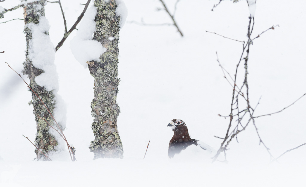 Male willow grouse (Lagopus lagopus)
