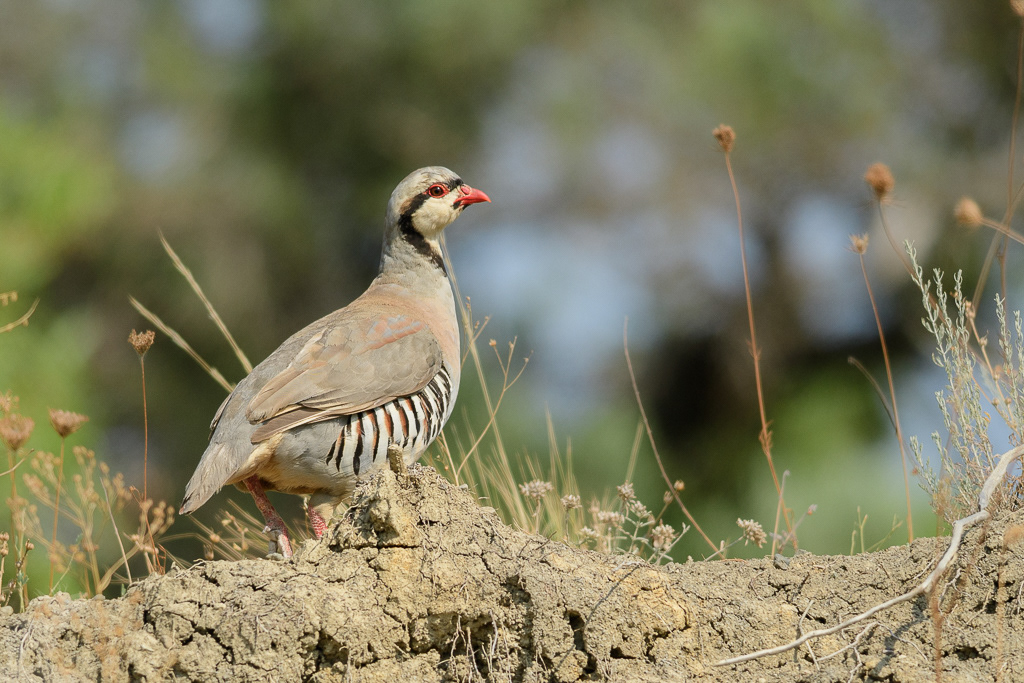 Chukar partridge (Alectoris chukar)