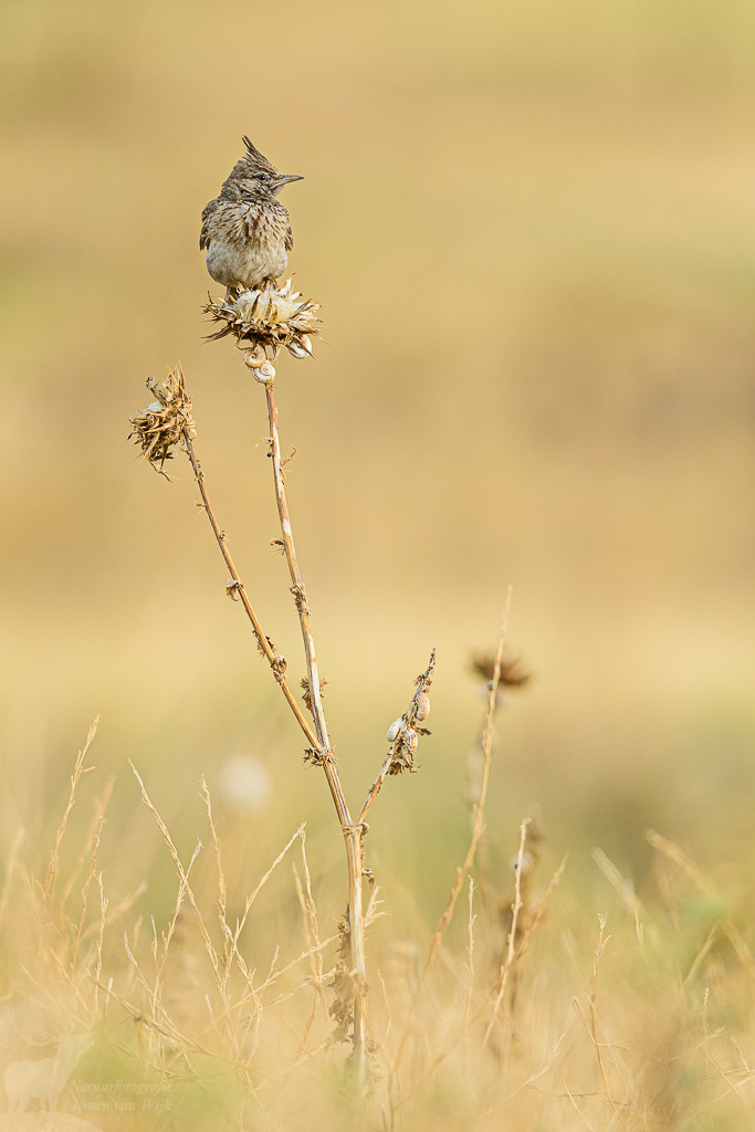 Crested lark (Galerida cristata), Dedoplistskaro