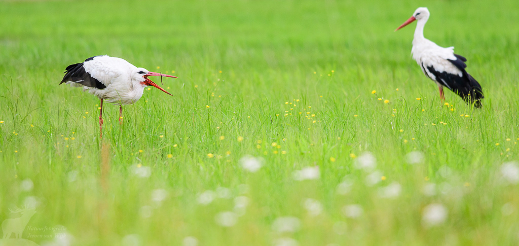 White stork (Ciconia ciconia)