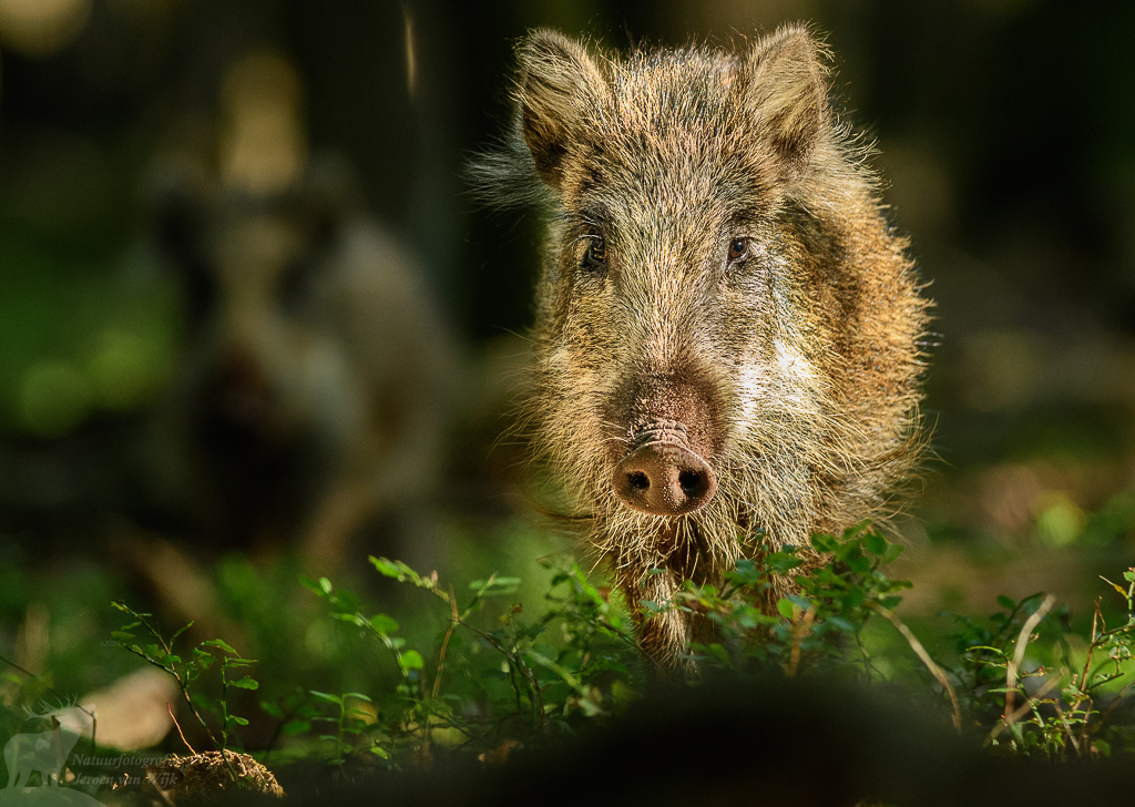 Wild boar (Sus scrofa)