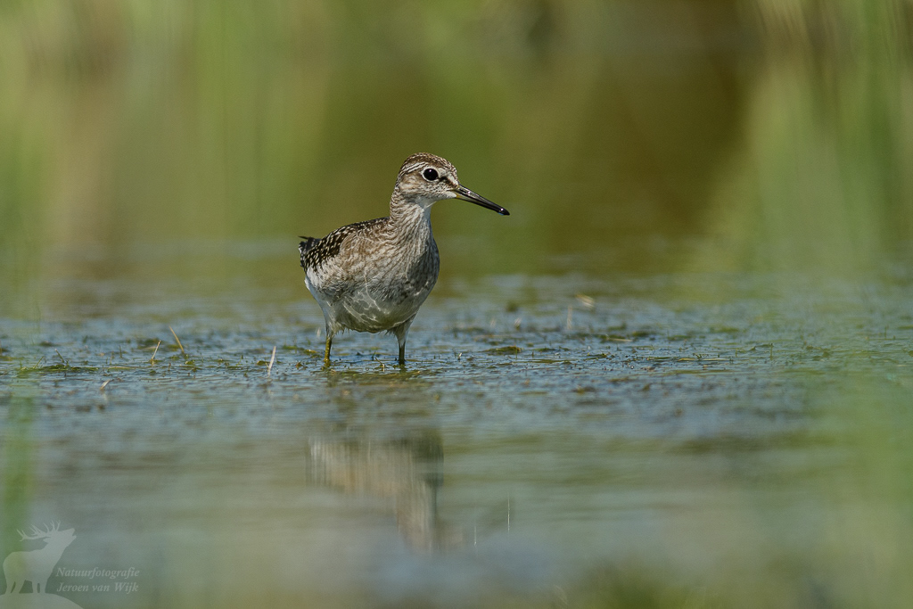 Wood sandpiper (Tringa glareola), Danube Delta.