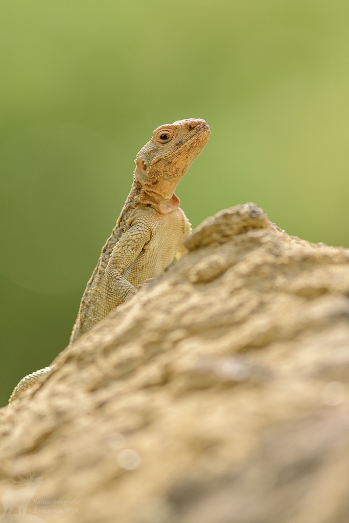 Caucasian agama (Laudakia caucasia)