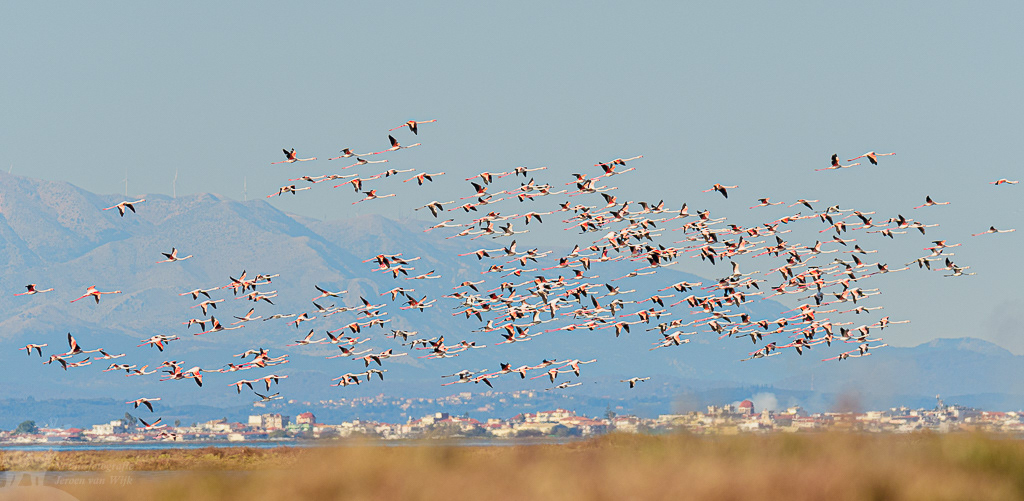 Greater flamingo (Phoenicopterus roseus), Mesolongi, Greece
