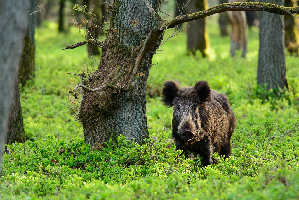Wild boar (Sus scrofa)