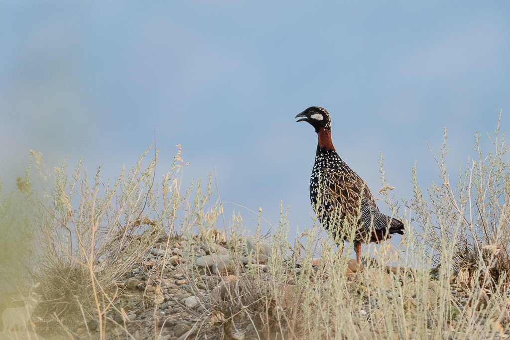 Black francolin (Francolinus francolinus)