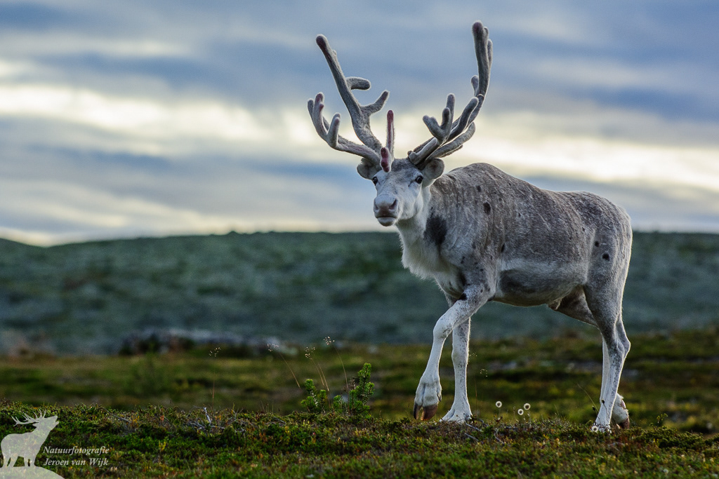 Reindeer (Rangifer tarandus), Nipfjället, Sweden, 2013.