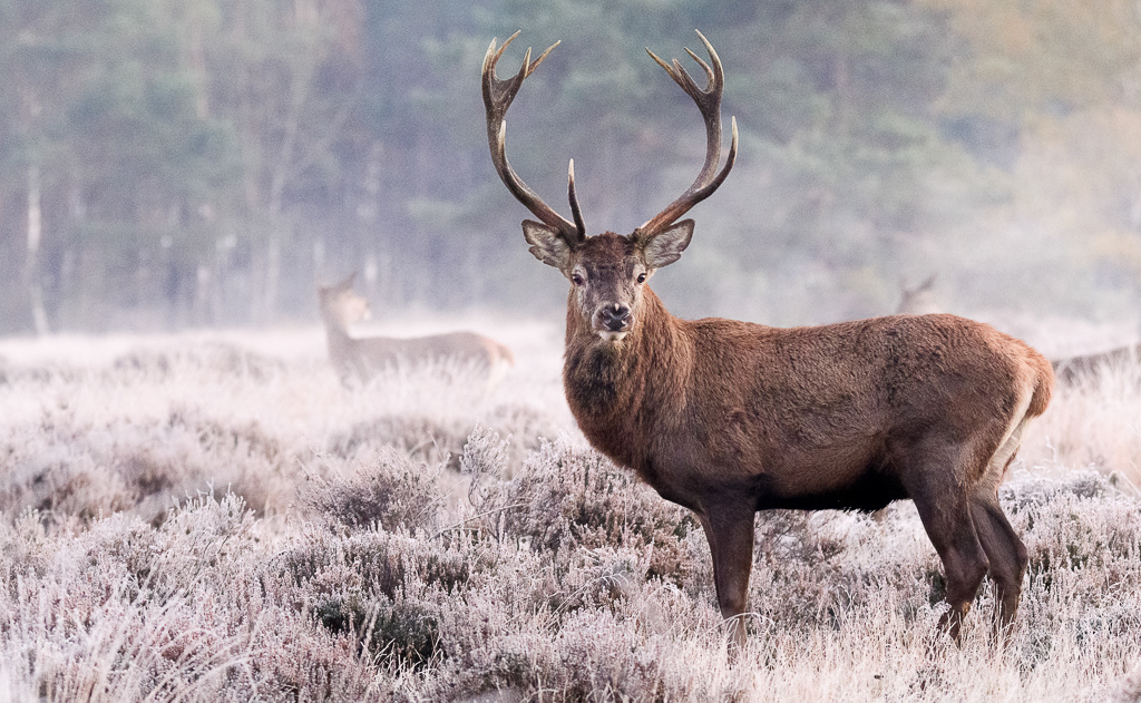 Red Deer (Cervus elaphus)