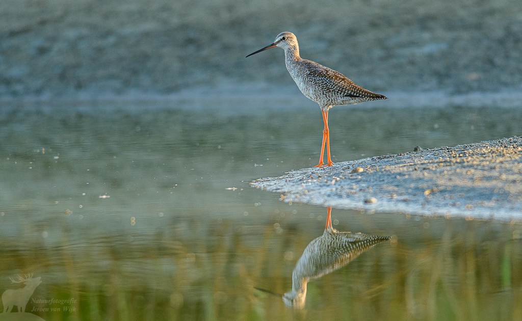 Spotted redshank (Tringa erythropus)