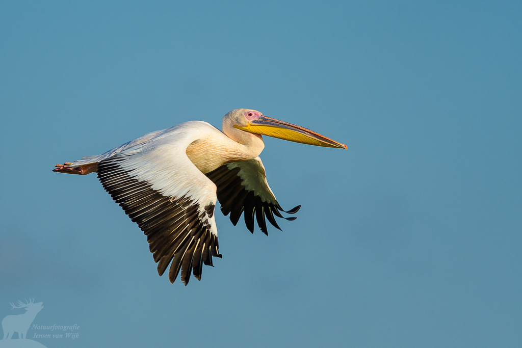 Great white pelican (Pelecanus onocrotalus), Danube Delta.