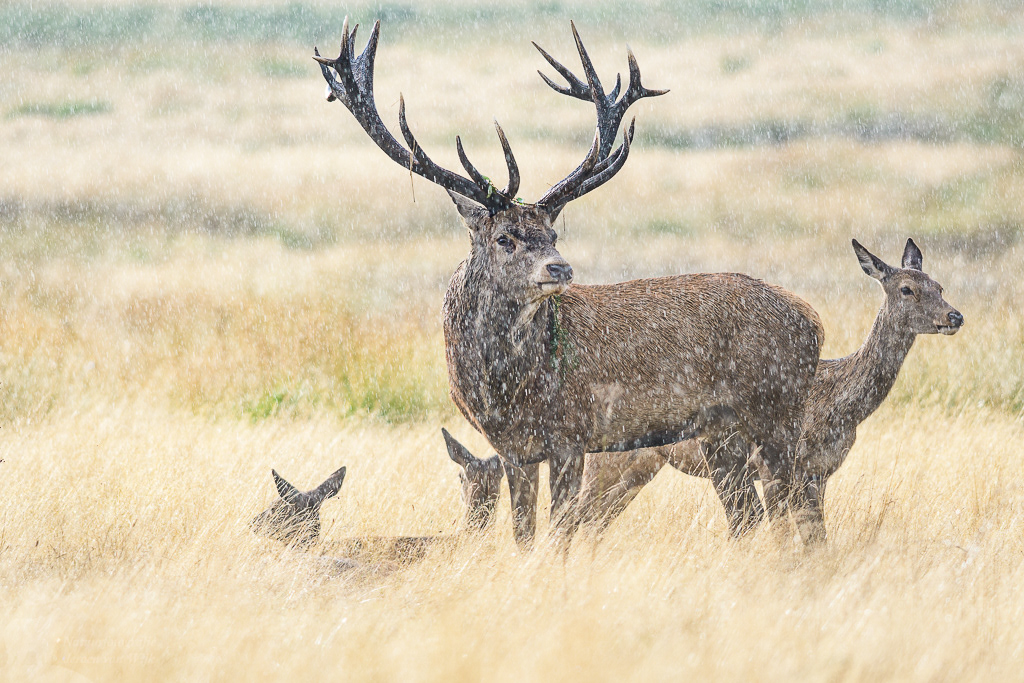 Red deer (Cervus elaphus)
