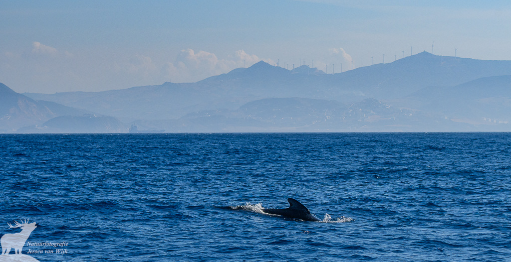 Long-finned pilot whale (Globicephala melas), Strait of Gibraltar